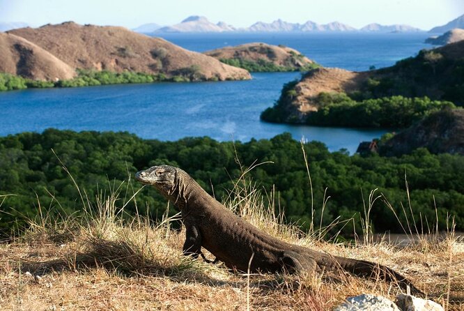 1 Day Komodo Trip by Private Fast Boat - Key things to know before you go