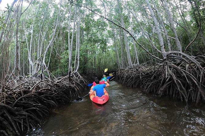 1 Hour Mangrove Tour From Lembongan with Kayak, Paddle, or Boat - What makes it worth your time