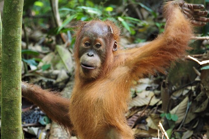 2-Day Jungle Trekking & Rafting in North Sumatra - Why North Sumatra rafting plus trekking works so well