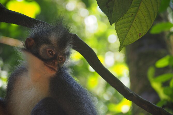2-Day Jungle Trekking & Rafting in North Sumatra - Camping life in the jungle: what you actually get