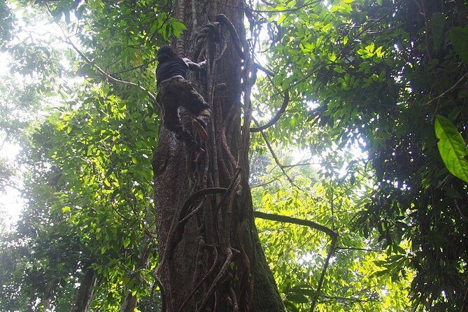 2-Day Jungle Trekking & Rafting in North Sumatra - Price and value: what $157.05 really covers