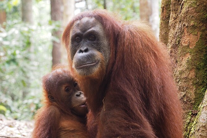 2-Day Jungle Trekking & Rafting in North Sumatra - Logistics that matter: timing, groups, and how the day flows