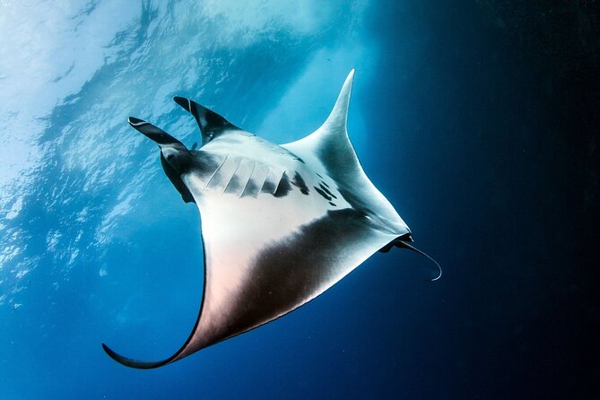 2 Days & 1 Night - 2 Dives in Lembongan/Penida (for certified divers) - From your hotel to Sanur harbor, without the stress