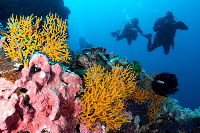 2 Days & 1 Night - 2 Dives in Lembongan/Penida (for certified divers) - Crystal Bay as the second stop: chances for big surprises
