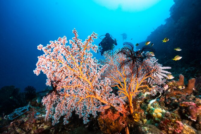 2 Days & 1 Night - 2 Dives in Lembongan/Penida (for certified divers) - What the crew does for certified scuba participants