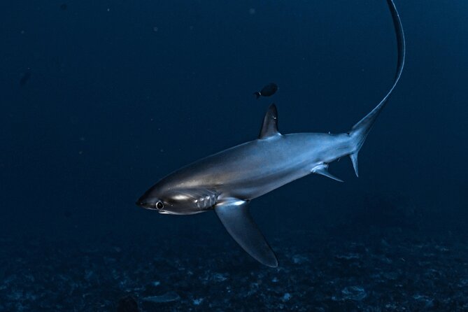 2 Days & 1 Night - 2 Dives in Lembongan/Penida (for certified divers) - Included equipment, camera options, and center facilities that actually help