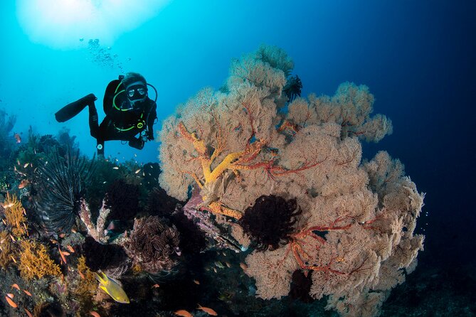 2 Days & 1 Night - 2 Dives in Lembongan/Penida (for certified divers) - Food and comfort: the day-to-day rhythm you should expect