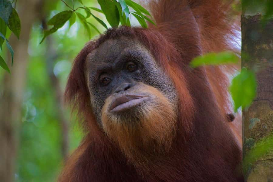 2 Days 1 Night Orangutan Trek Bukit Lawang - Spotting Orangutans and Wildlife: How the Park Time Works