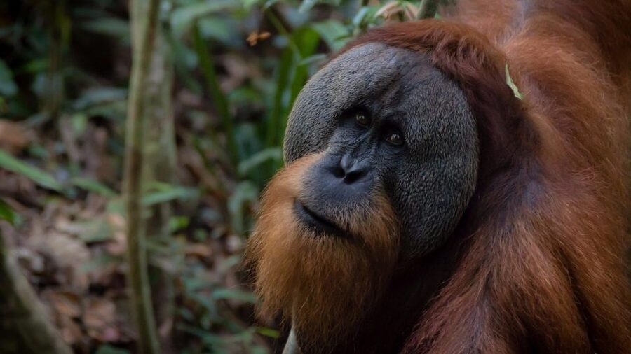 2 Days 1 Night Orangutan Trek Bukit Lawang - Rafting Back Tradition: Why the Finish at 1 pm Feels Right