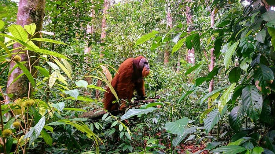 2 Days 1 Night Orangutan Trek Bukit Lawang - Camp by the Bohorok River: Sleeping Arrangements That Matter