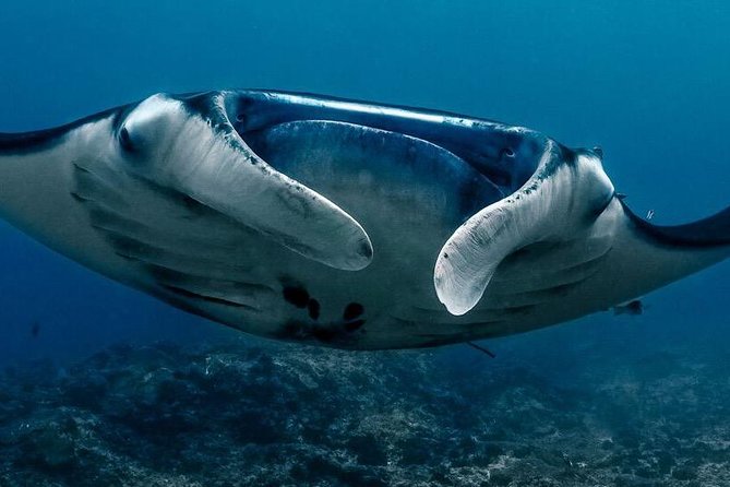 2 Days Discover Scuba Diving in Nusa Lembongan - Scuba Initiation - Key things I’d clock before you go