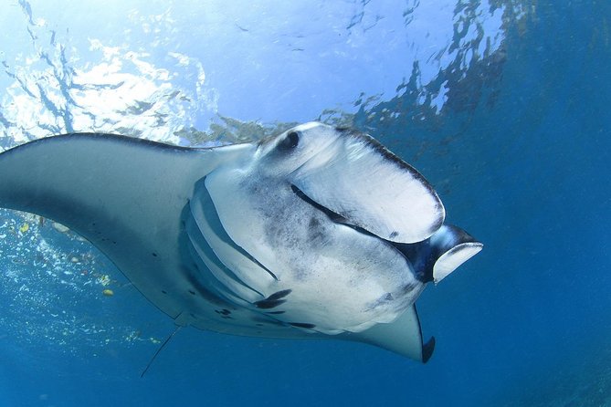 2 Days Discover Scuba Diving in Nusa Lembongan - Scuba Initiation - Discover Scuba in Nusa Lembongan: What you’re really buying