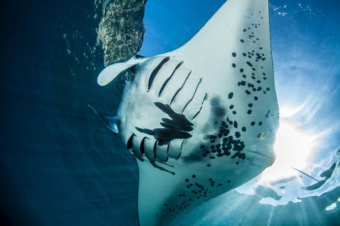 2 Days Discover Scuba Diving in Nusa Lembongan - Scuba Initiation - Day 2 plan: Manta Point first, then Crystal Bay