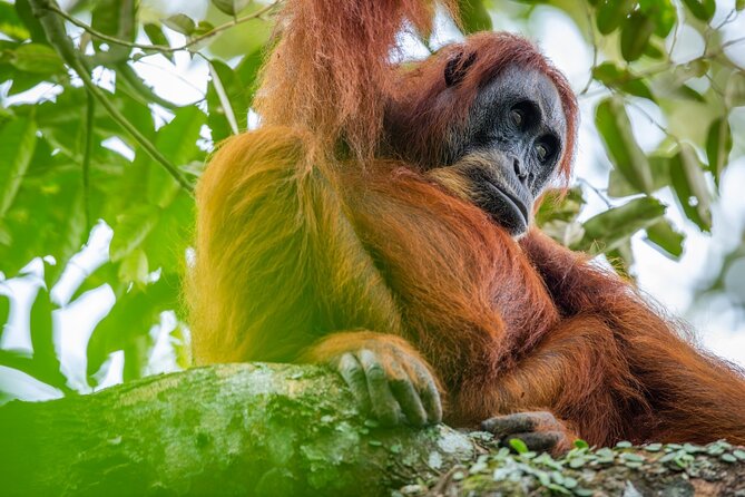3-Day Ethical Orangutan Jungle Trek | Bukit Lawang, Sumatra - Key things I’d plan around before you go