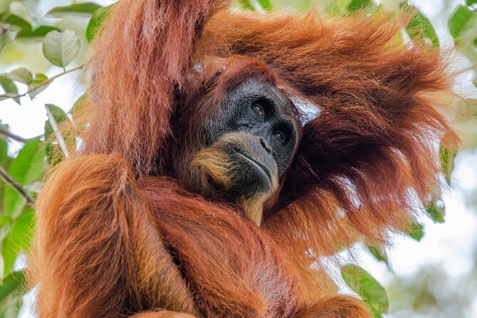 3-Day Ethical Orangutan Jungle Trek | Bukit Lawang, Sumatra - Entering Gunung Leuser National Park from Bukit Lawang at 9:00 am