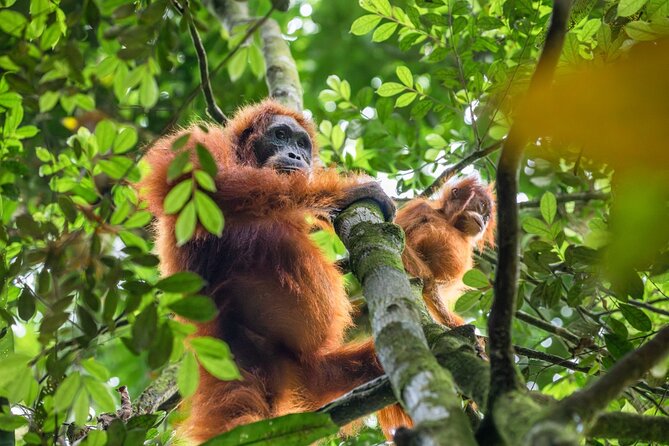 3-Day Ethical Orangutan Jungle Trek | Bukit Lawang, Sumatra - What to pack and how to think about rain and wildlife