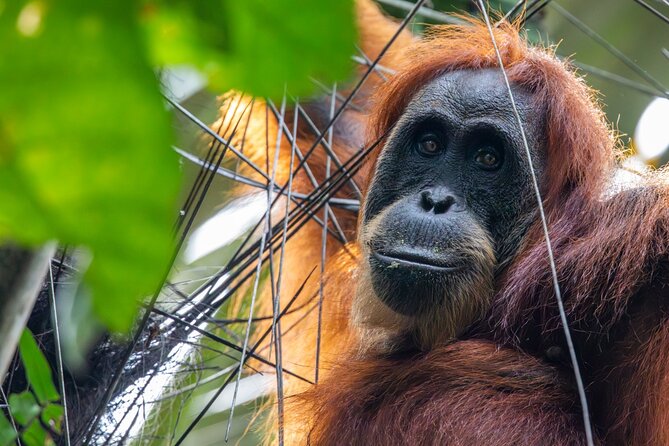 3-Day Ethical Orangutan Jungle Trek | Bukit Lawang, Sumatra - Small-group guiding and what it means for your day