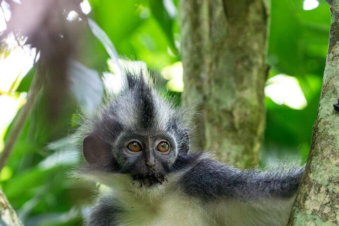 3-Day Ethical Orangutan Jungle Trek | Bukit Lawang, Sumatra - Ethical orangutan trekking, not just wildlife viewing