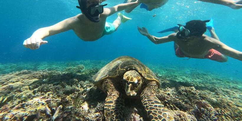 3 Gili island: snorkeling & turtle sanctuary gopro included - Gili Meno turtle conservation and the baby turtle release moment