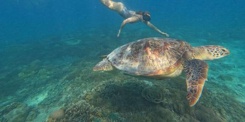 3 Gili island: snorkeling & turtle sanctuary gopro included - Underwater statue and blue corals: the glass-bottom intro