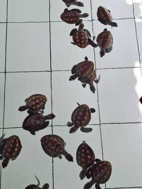 3 islands snorkeling & turtle sanctuary Gopro included - Stop 5: Gili Air guide time and how it fits