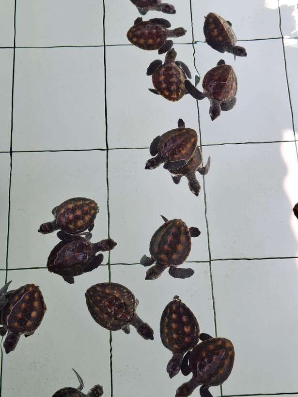 3 islands snorkeling & turtle sanctuary Gopro included - Getting started at Cemos and Coral Voice (and why the meeting point matters)