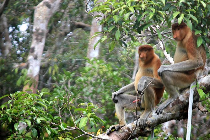 3ns Private Orangutan and Bornean Primates Kelotok Tour - Day 1 on the river: riverfront life, then the quiet rhythm of cruising