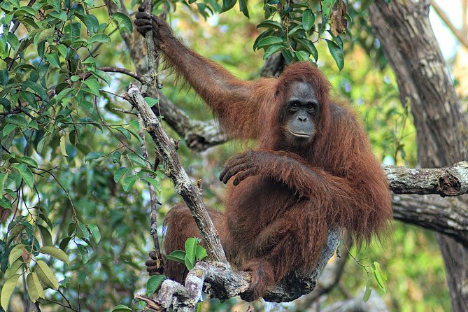 3ns Private Orangutan and Bornean Primates Kelotok Tour - Tanjung Puting National Park: what “public viewing rules” feel like