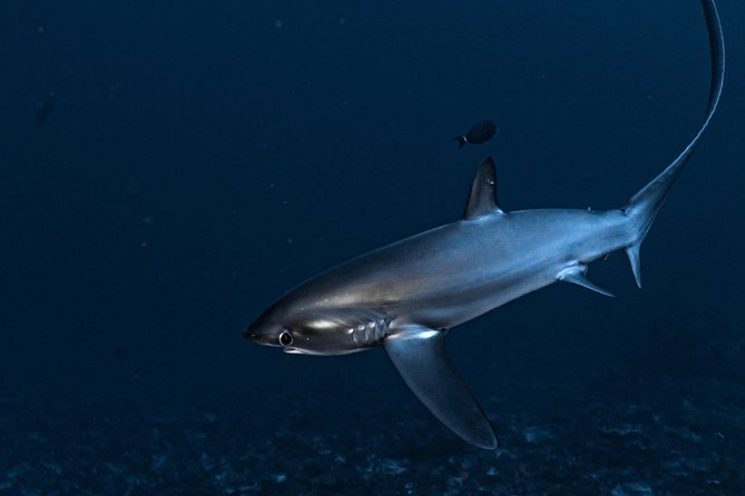 5 Fun Dives in Nusa Lembongan (for certified divers) - Swim with a Mola Mola - Price and what makes it feel like value