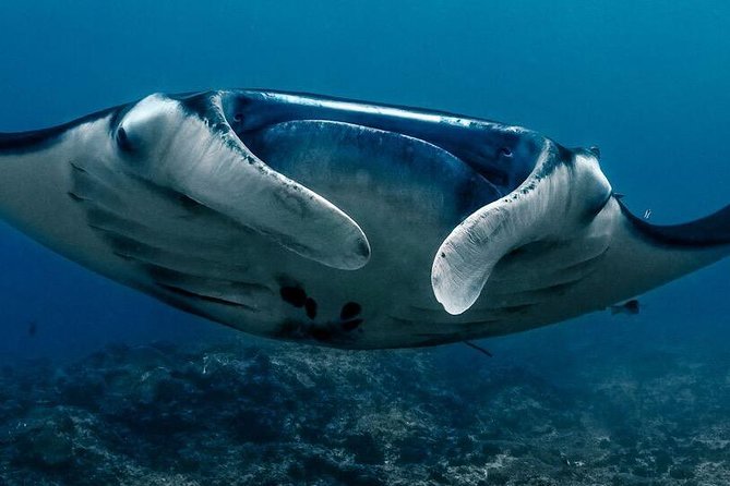 5 Fun Dives in Nusa Lembongan (for certified divers) - Swim with a Mola Mola - Crystal Bay: a strong first target for manta sightings