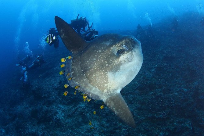 5 Fun Dives in Nusa Lembongan (for certified divers) - Swim with a Mola Mola - Toyapakeh: another Penida-side stop for a bigger-area feel