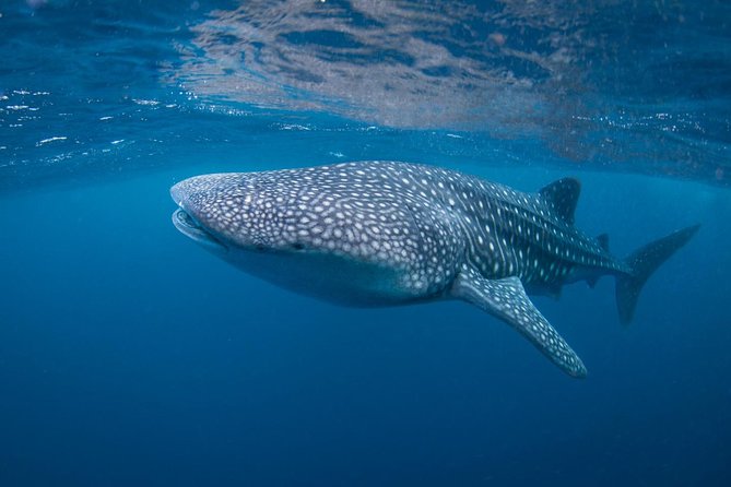 5 Fun Dives in Nusa Lembongan (for certified divers) - Swim with a Mola Mola - Jungut Batu Beach: finishing with a home-base vibe