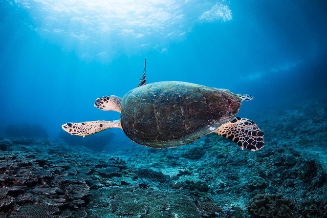 5 Fun Dives in Nusa Lembongan (for certified divers) - Swim with a Mola Mola - The two-day “schedule” that really means five outings within a week
