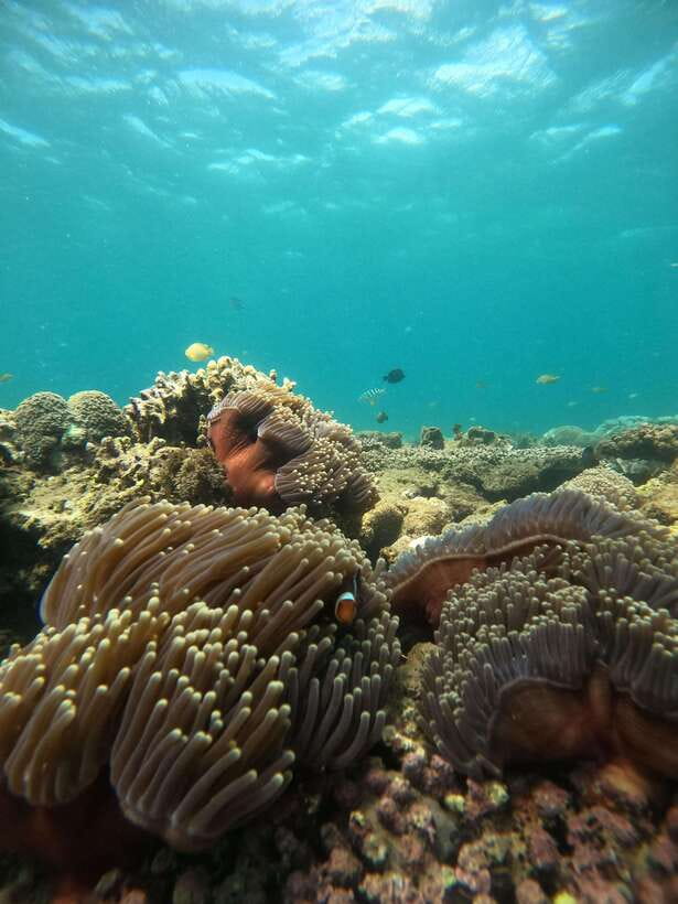 5 Secret Gili Boat Trip & Snorkeling in Southwest Of Lombok - Gili Layar: coral reefs, fish life, and turtle sightings