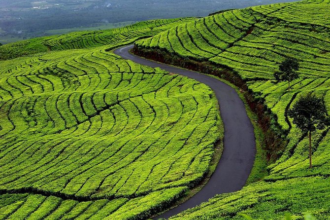Active Volcano, Rice Field, Hot Spring, Fruit market, Tea Plantation with Lunch - Tangkuban Perahu and Ciater in One Day: The Best Flow