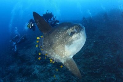 Advanced Open Water Course – Advanced Certification in Lembongan (next to Bali)