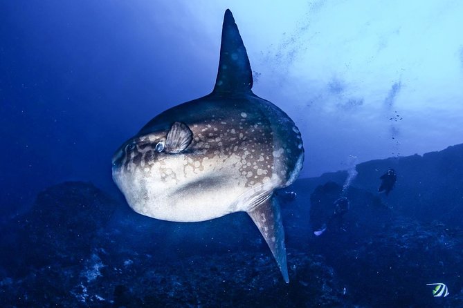Advanced Open Water Course - Advanced Certification in Lembongan (next to Bali) - Choosing your three specialty sessions without overthinking it