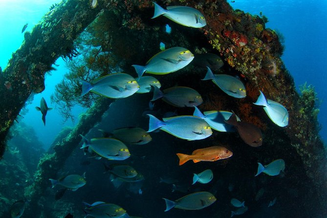Advanced Open Water Course - Advanced Certification in Tulamben - Gear is included, so you can focus on breathing and skills