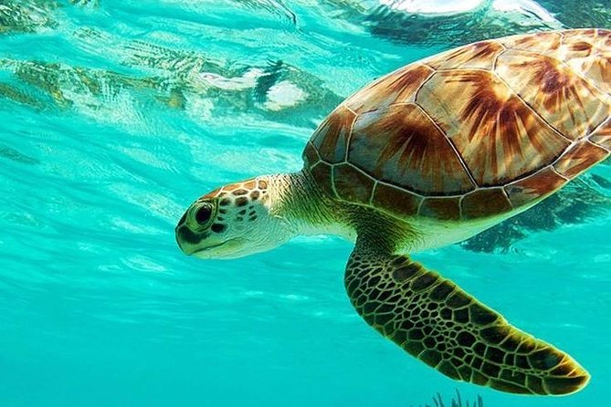 All Inclusive : Bali Blue Lagoon Snorkeling, Lunch, and Transport - Key things to know before you go