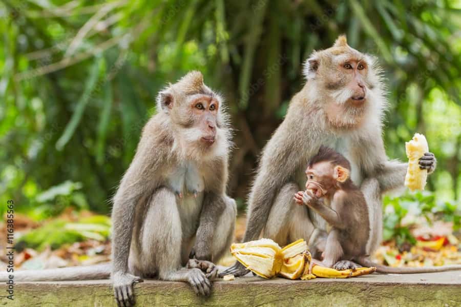 All Inclusive Ubud Private Day Tour - A fast-hit day in Ubud, planned for your comfort