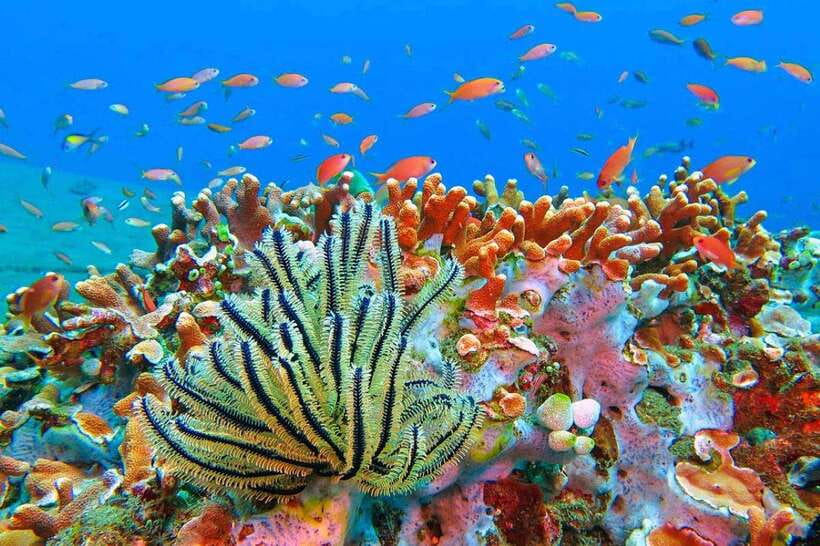 Amed: Snorkeling Tour with Japanese Shipwreck and Coral … - Amed Beach: black sand and lots of marine life