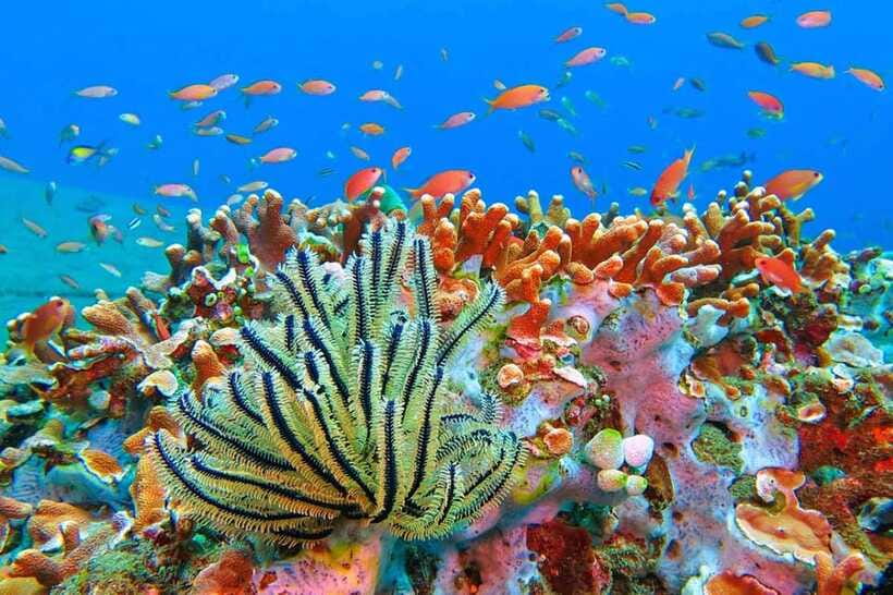 Amed: Snorkeling Tour with Japanese Shipwreck and Coral … - The Japanese shipwreck: the main event for reef-lovers