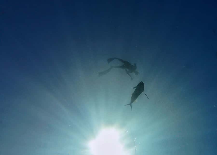 Amed: Spearfishing, Freediving and Catch & Cook Adventure - Speedboat timing and what to expect out at sea