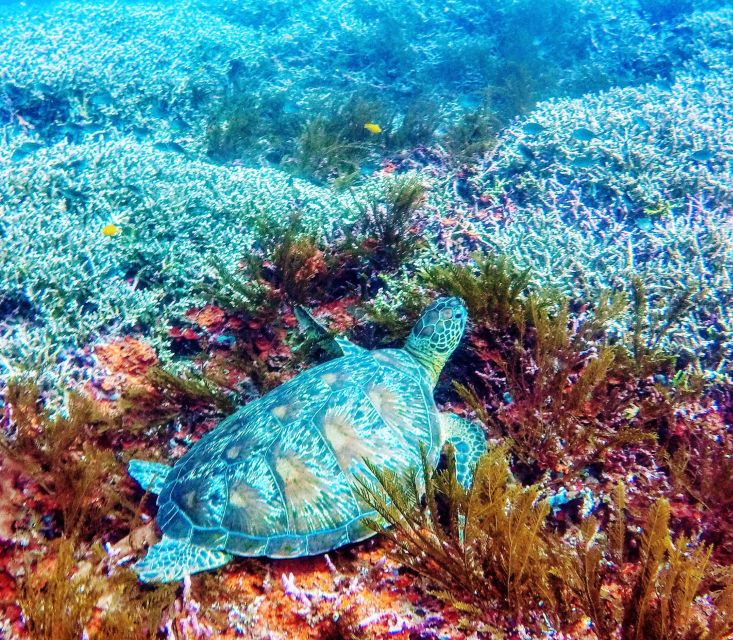 Bali: 2-Day PADI Advanced Open Water Course - The small group of 2: what that means in real coaching