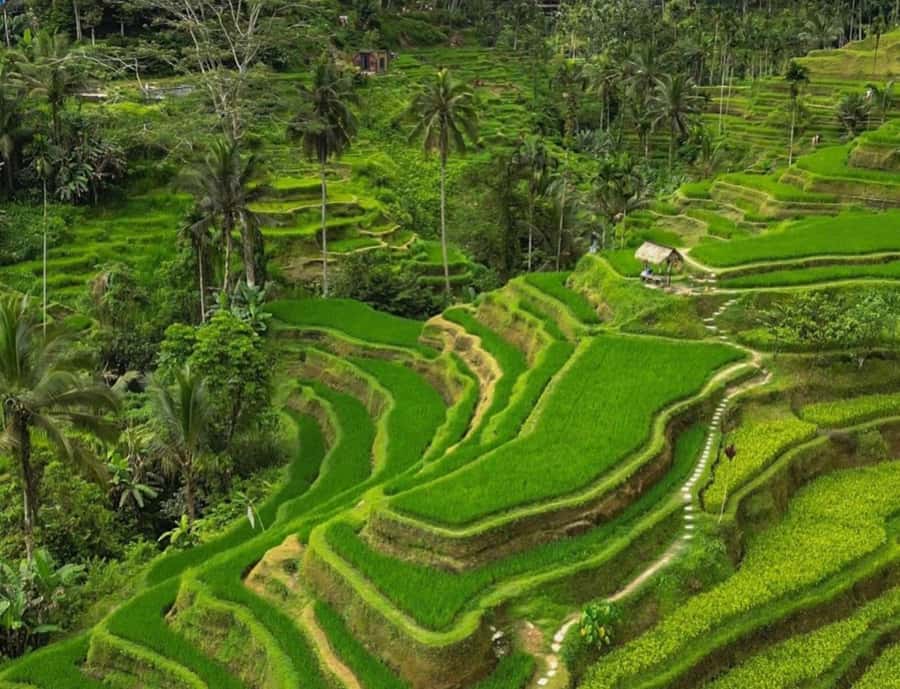 Bali: 3-Day Private Must-Do Highlights Nature & Culture Tour - Why This 3-Day Bali Highlights Route Works (Even If You Hate Planning)