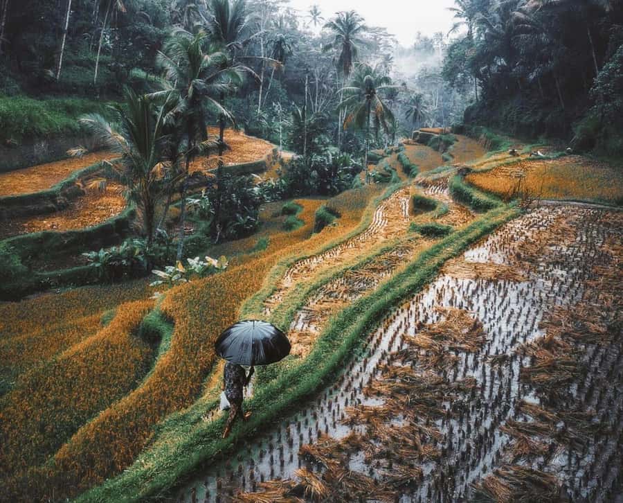 Bali: 3-Day Private Must-Do Highlights Nature & Culture Tour - Day 2 Tukad Cepung Cave Waterfall, Ubud Rice Views, and the Jungle Swing