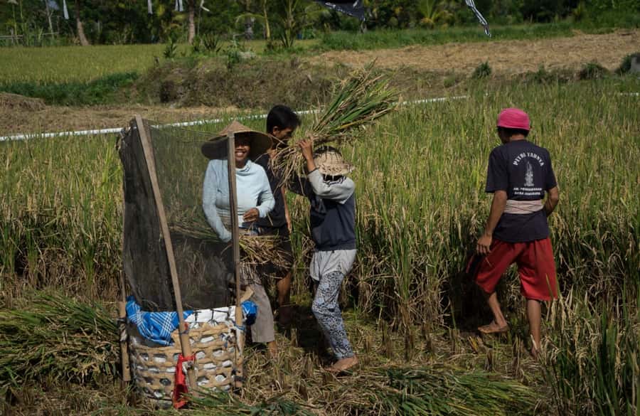 Bali: 6-Hour UNESCO Sites Cultural Walking Tour - Key Points You Should Know Before You Go