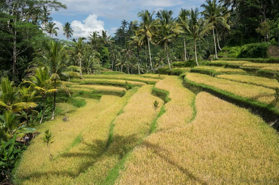 Bali: 6-Hour UNESCO Sites Cultural Walking Tour - Gunung Kawi Walking Route, Native Villages and a Rainforest Valley Feel