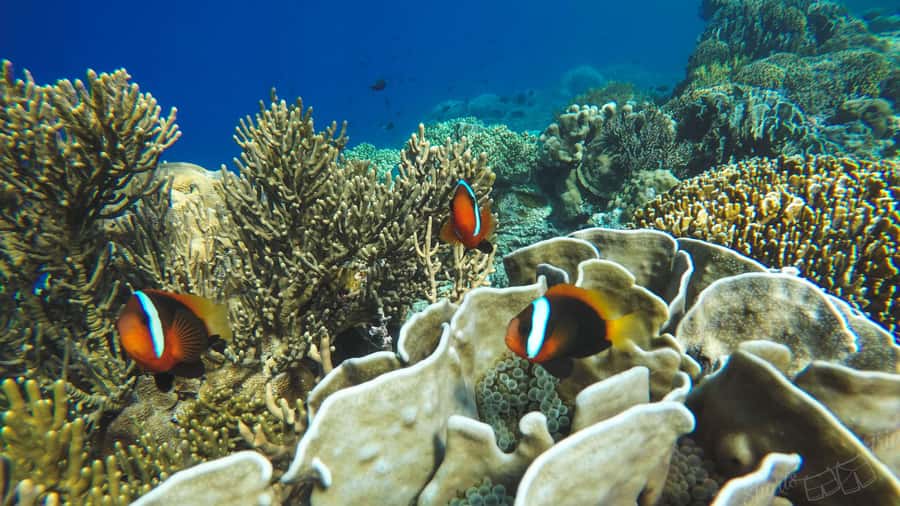 Bali: All-Inclusive Blue Lagoon & Tanjung Jepung Snorkeling - Blue Lagoon and Tanjung Jepun in Padang Bai, the big payoff