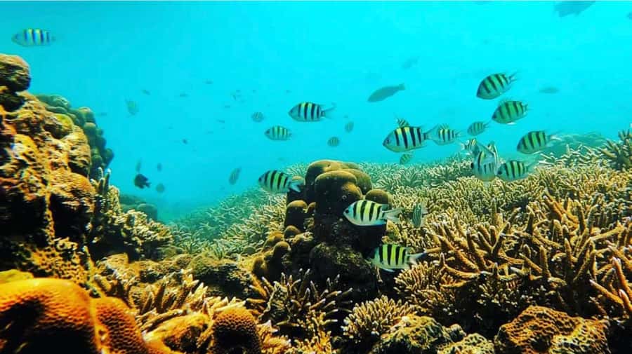 Bali: All-Inclusive Blue Lagoon & Tanjung Jepung Snorkeling - Transfers, equipment, and the small comforts that matter